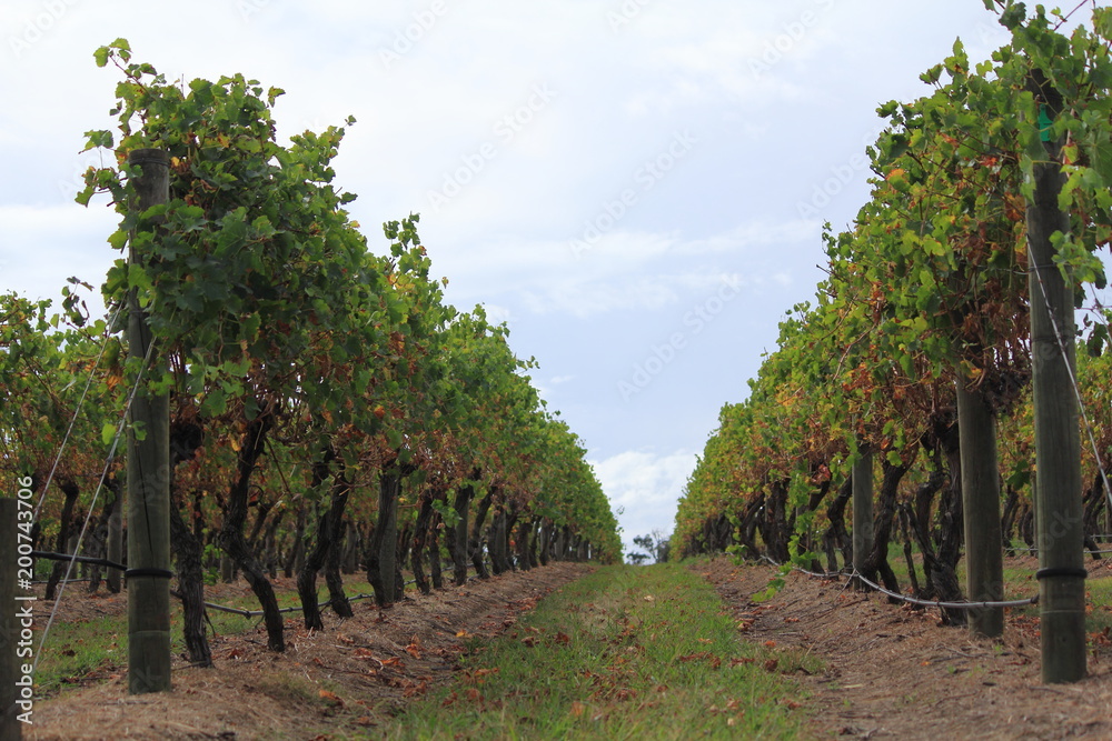 winery in Victoria, Australia