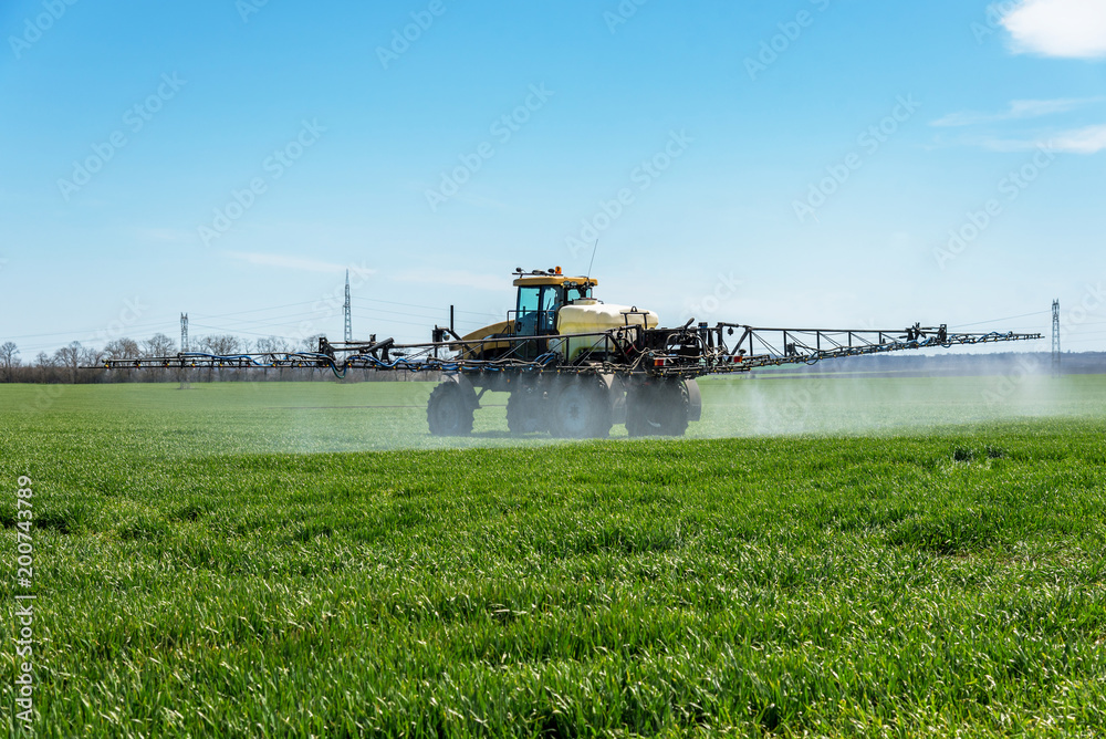Fototapeta premium Tractor spraying wheat field.