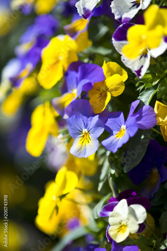 Stiefmütterchen Viola wittrockiana