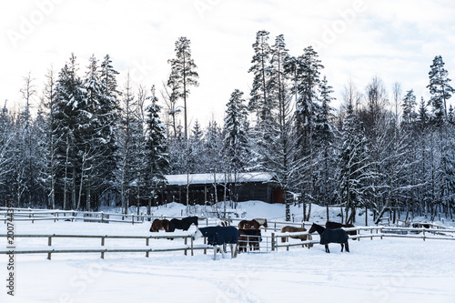 Horses during the winter