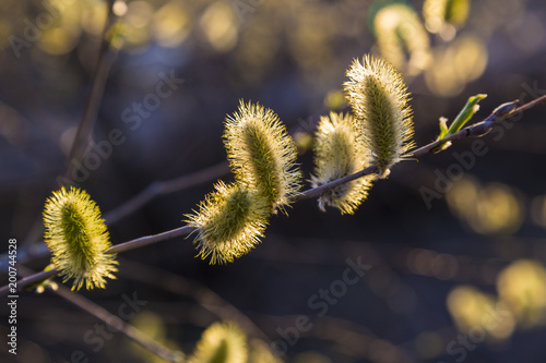 Pussy willow branches with catkins photo