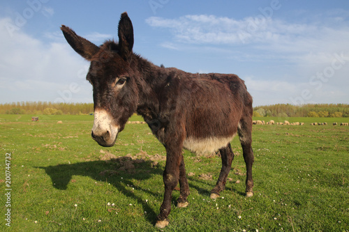 Cute donkey on the floral spring field