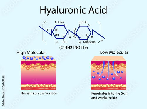 Vector illustration with Hyaluronic acid in skin-care products. Low molecular and High molecular.