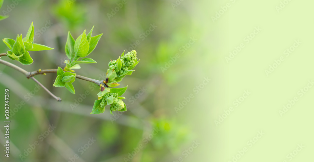Branch leaves bunches spring tree nature Branch leaves bunches spring tree nature