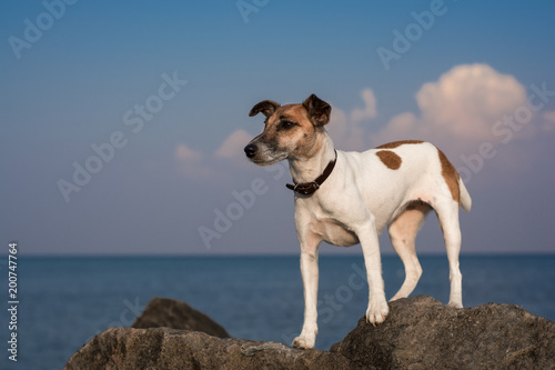 Fototapeta Naklejka Na Ścianę i Meble -  a small dog stands on stones near the sea shore