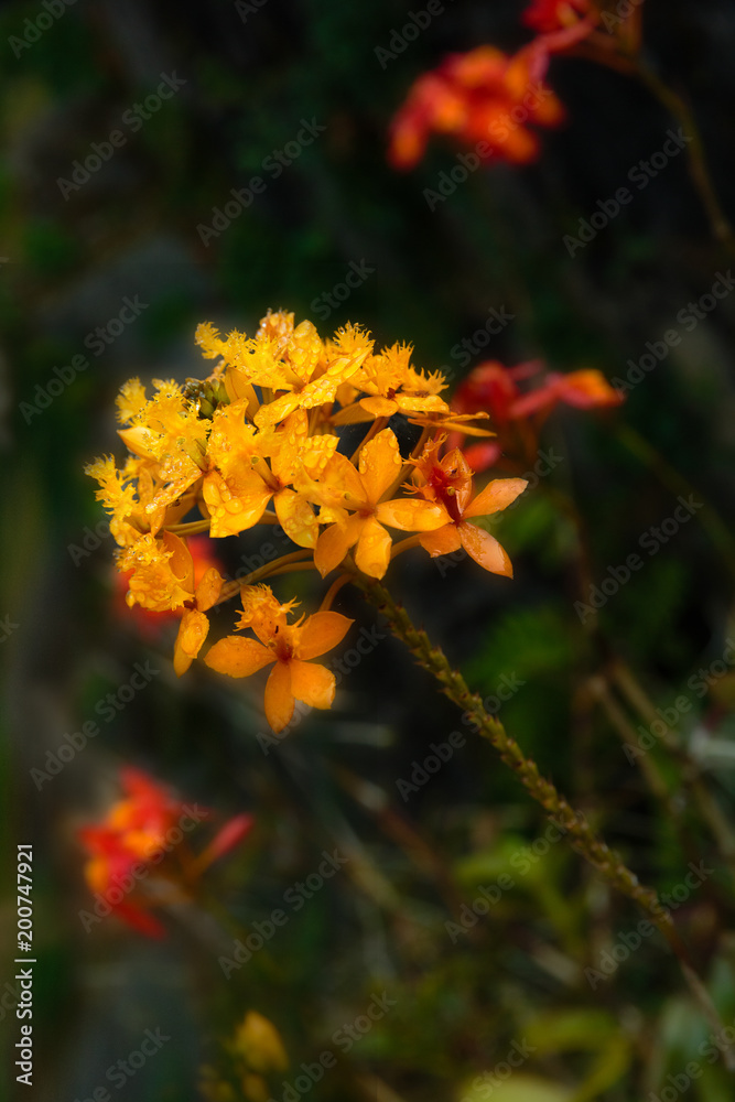 Rain Drops On Flower