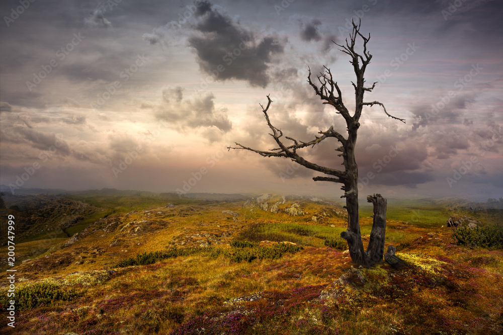 Fototapeta premium Toter Baum