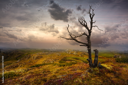 Toter Baum photo