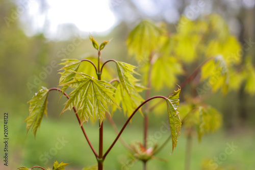 Leaves of young maple 