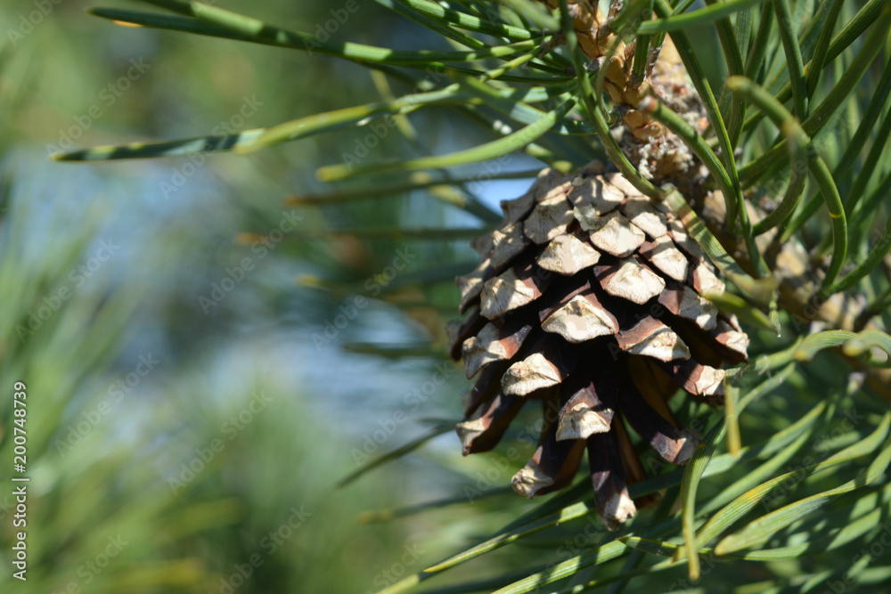 Obraz premium pine cone and needles, evergreen tree, forest landscape, New Year's background