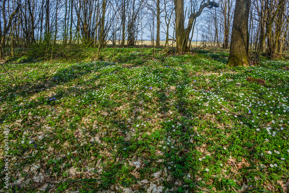  Spring views in the woods