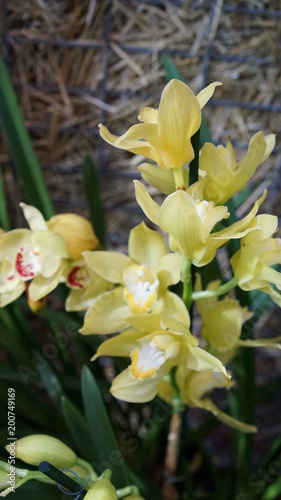 Beautiful blooming orchid flower in the garden with natural green floral background. Amazing plants for postcard and agriculture design with space for text. Phalaenopsis orchid.