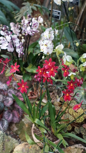 Beautiful blooming orchid flower in the garden with natural green floral background. Amazing plants for postcard and agriculture design with space for text. Phalaenopsis orchid.