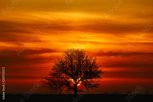 Samotne drzewo na tle wschodzącego słońca i pięknego nieba