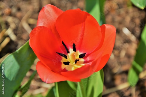 beautiful red tulip