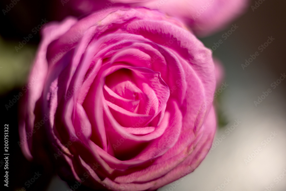 Fototapeta premium rose close up