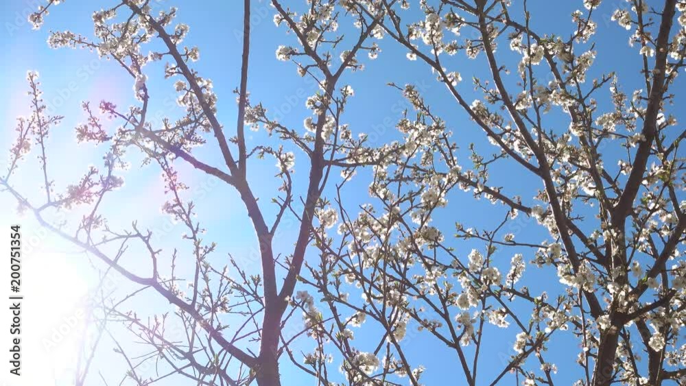 Blooming cherry tree at beautiful sunny day. Blooming cherry tree at beautiful sunny day.