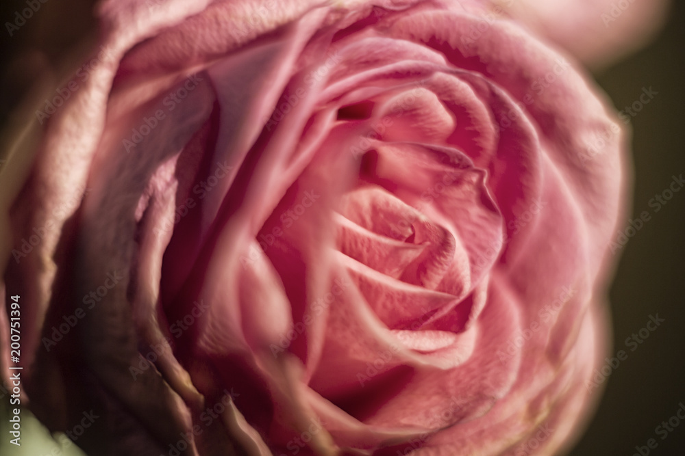 Obraz premium rose close up