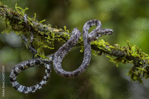 the clouded snake - Sibon nebulatus, beautiful small non venoumous snake from Central America forest, Costa Rica.