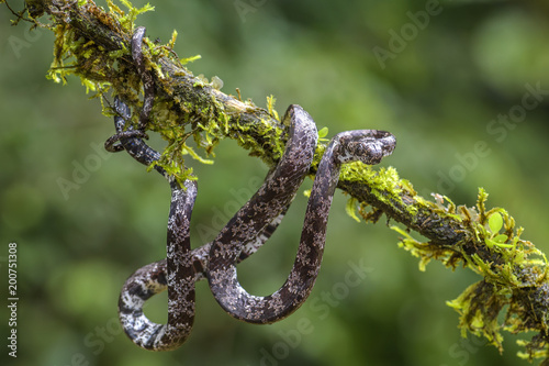 the clouded snake - Sibon nebulatus, beautiful small non venoumous snake from Central America forest, Costa Rica. photo