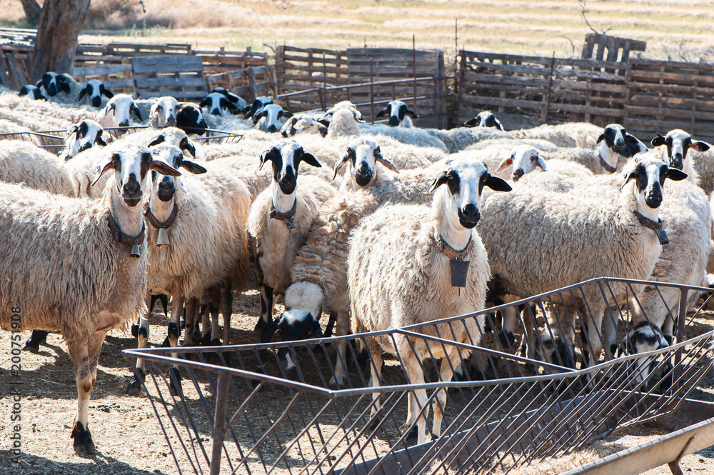 Fototapeta premium Herd of sheep in a pen, in a colorful village
