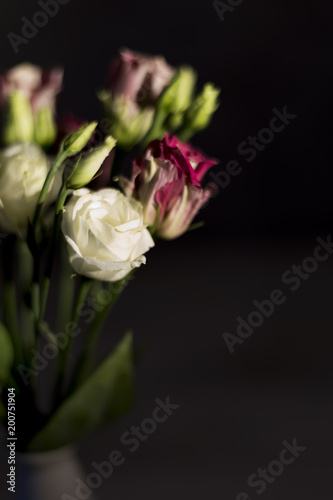 Eustoma flowers on the dark background