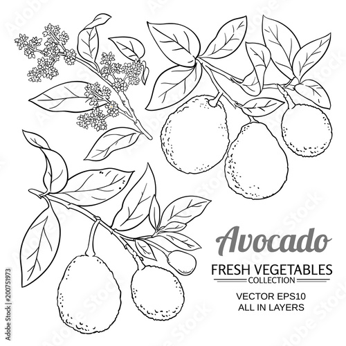 avocado vector branches