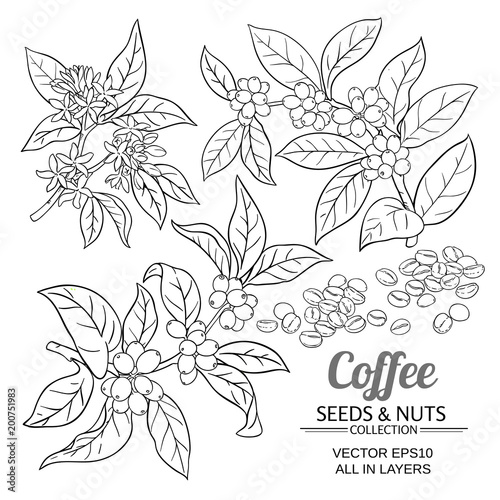 coffee vector set