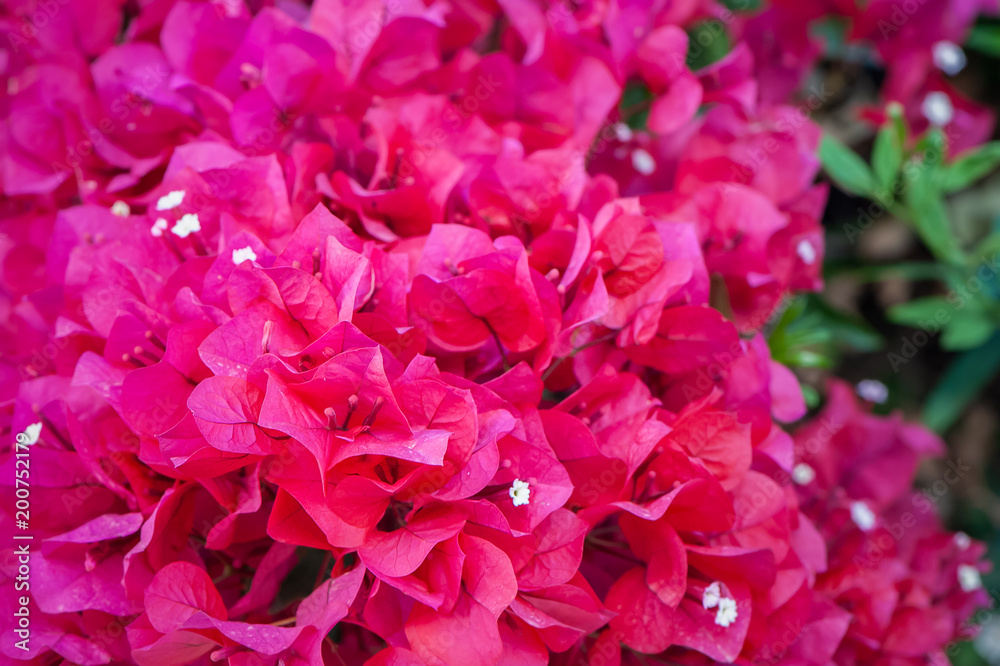 Bougainvillea, bardovo red flowers, texture, background