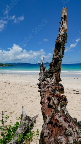 Seychellen - alter Baumstamm