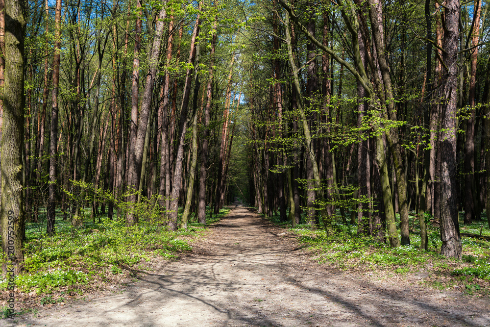 Fototapeta Ścieżka w lesie w słoneczny letni dzień