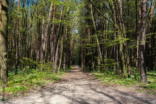 Fototapeta Ścieżka w lesie w słoneczny letni dzień