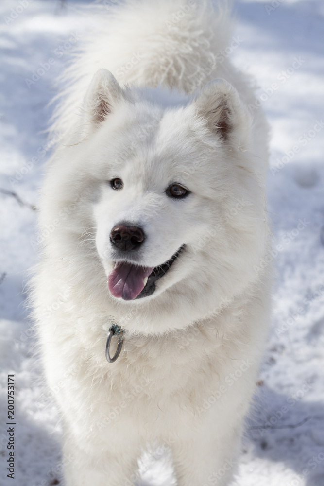 Fototapeta premium happy samoyed in winter time