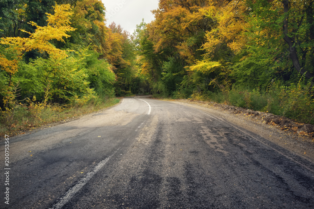 asphalt road and autumn forest.