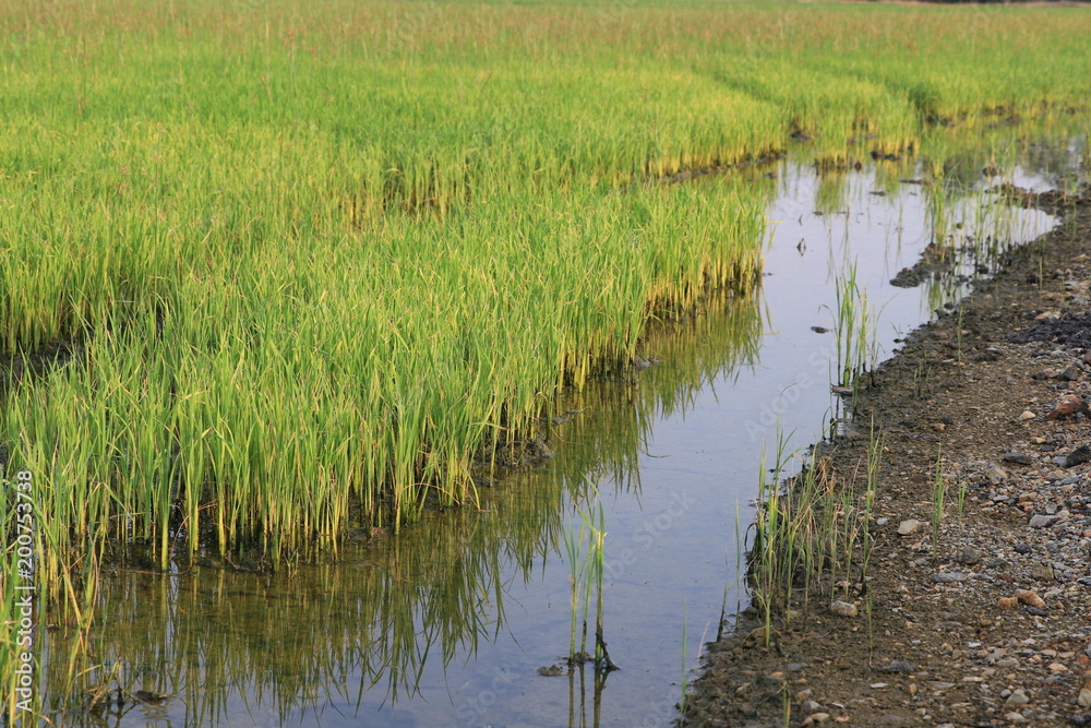 Obraz premium Close up the young rice and reflection on water in the rice field