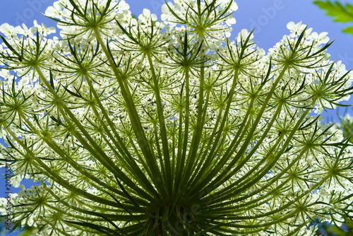 Daucus carota, Wild Carrot in Spring Sunlight.
