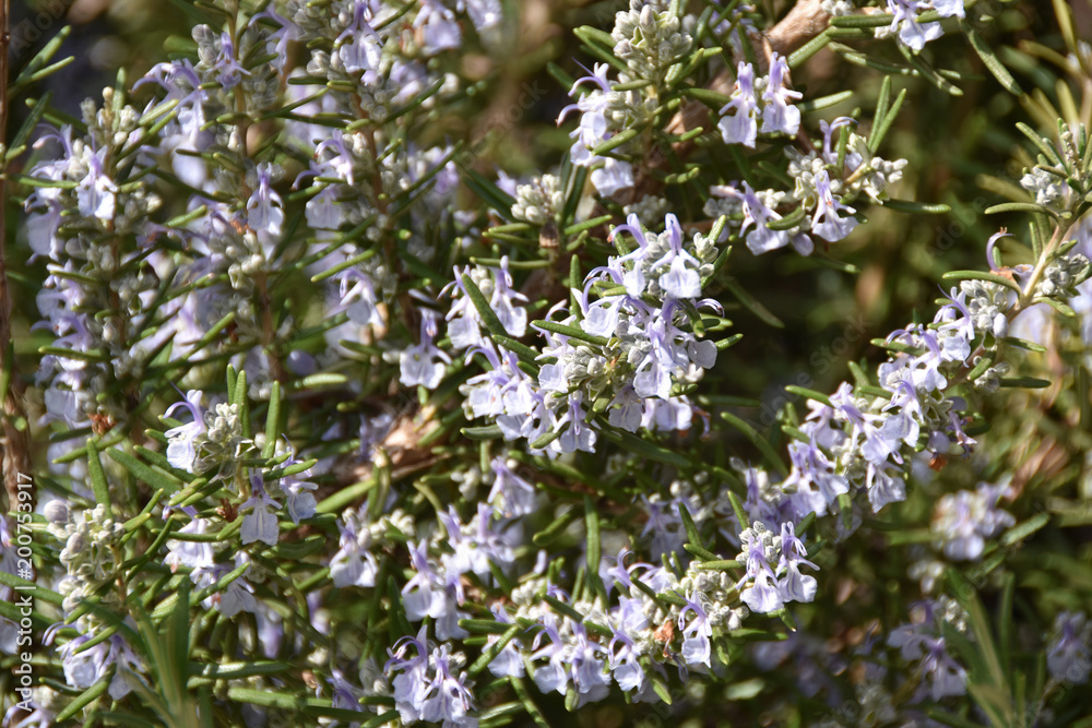 Fiore rosmarino