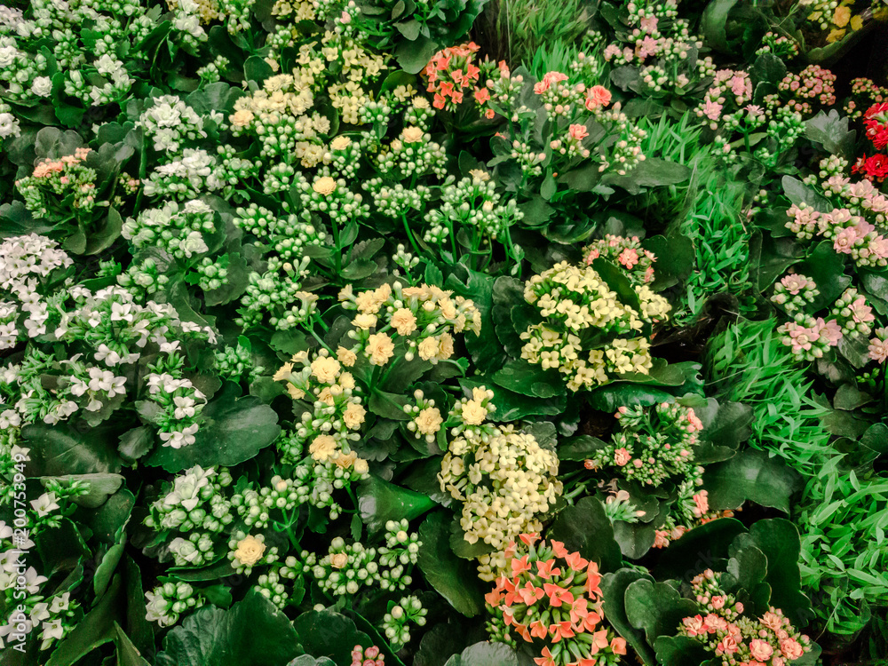 Naklejka premium Colorful background from garden of flowers and berries, top view.