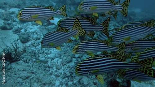 school of Oriental Sweetlips - Plectorhinchus vittatus swims over coral, Indian Ocean, Maldives 
 photo