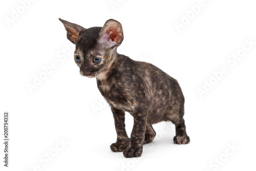 Small kitten breed Cornish Rex
