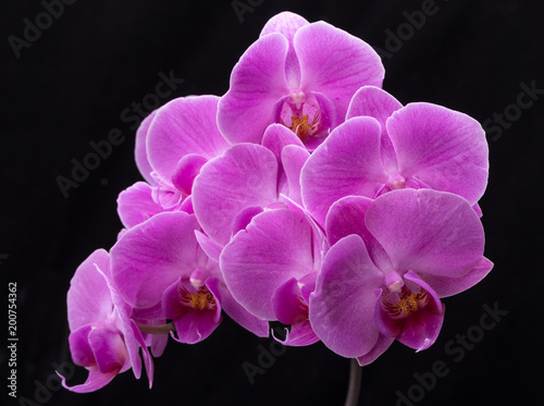 Pink orchid flower isolated on black background