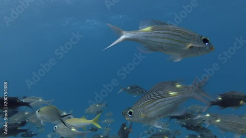 School of Large-eye Bream - Gnathodentex aureolineatus swims in the blue water, Indian Ocean, Maldives
 photo