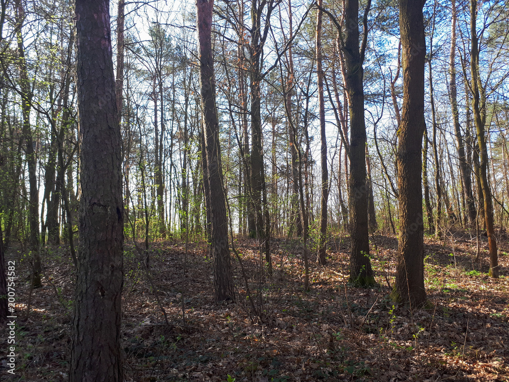 Obraz premium Spring forest landscape background