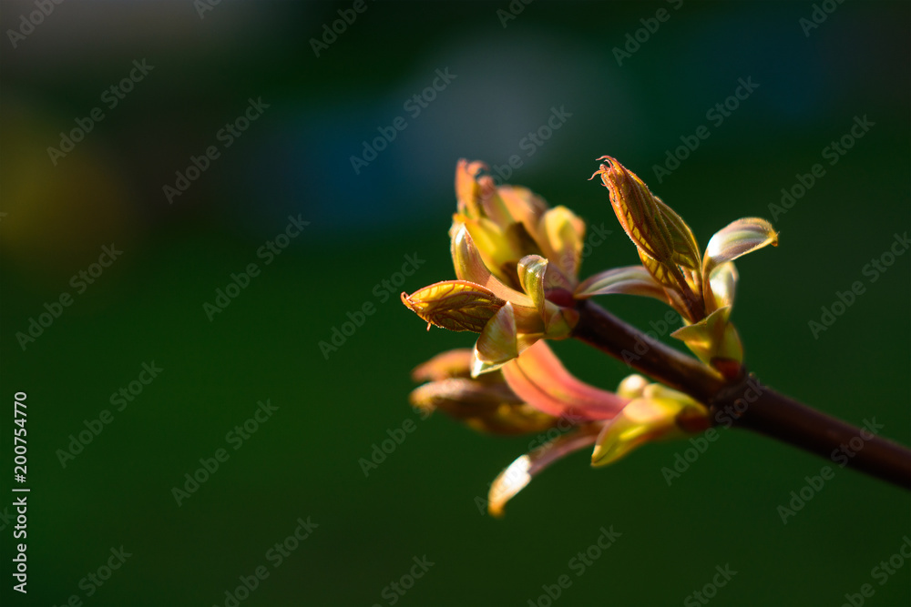 Green tree sprout growing in april on spring. Gold buds under evening sun. Youth, life, health and nature conservation concept.
