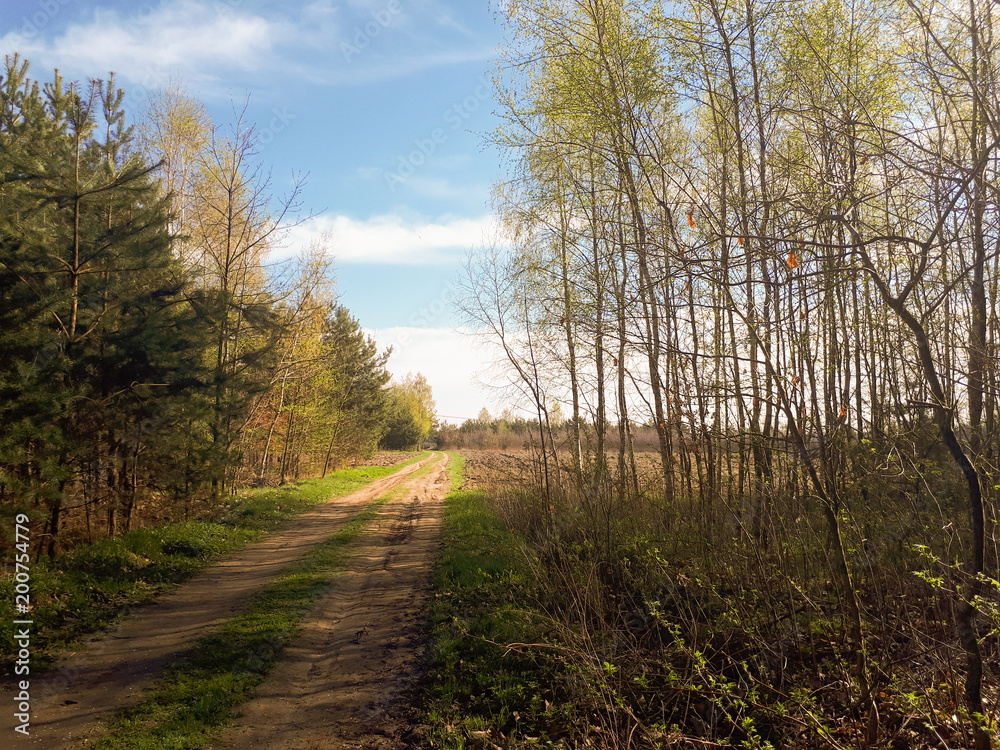 road in the forest, blue sky and green grass. road in the forest, blue sky and green grass.
