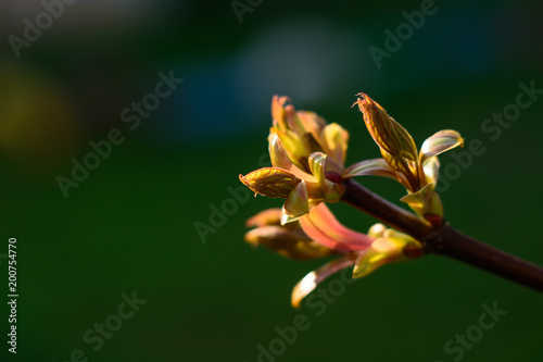 Obraz na płótnie Green tree sprout growing in april on spring. Gold buds under evening sun. Youth, life, health and nature conservation concept. w salonie