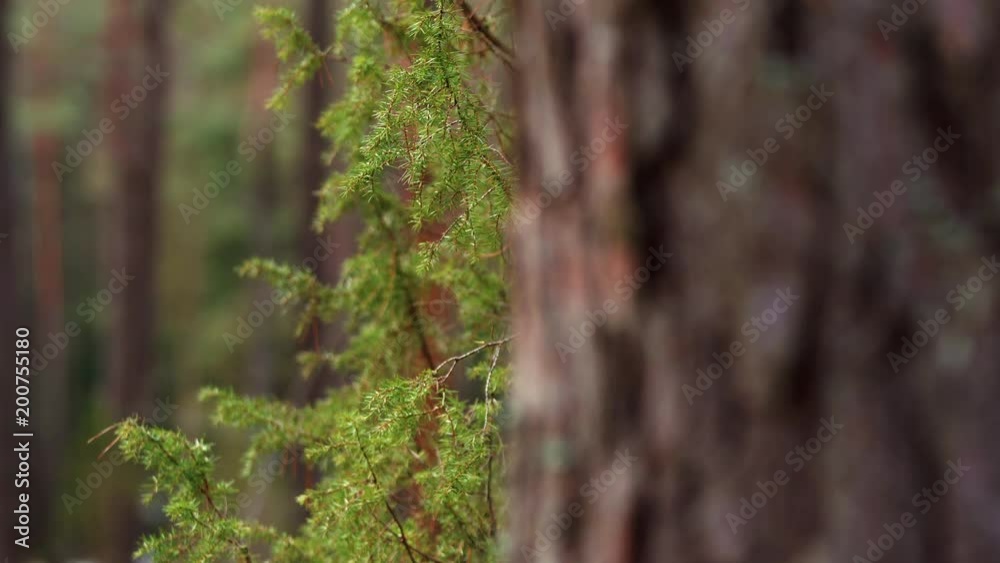 Forest close up to juniper and pine. Focus from juniper to pine Forest close up to juniper and pine. Focus from juniper to pine