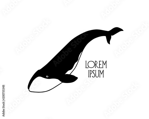 Hand drawn whale