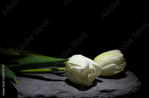 Billede på lærred Two White Tulip on stone under a dim light on black background (framing horizont