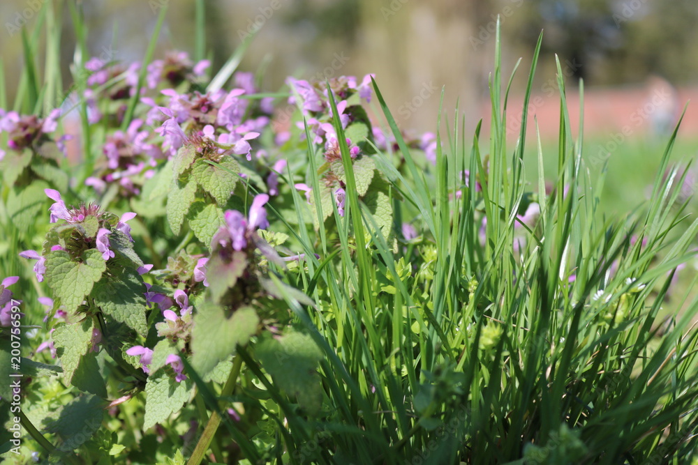 Obraz premium Frühlingswiese